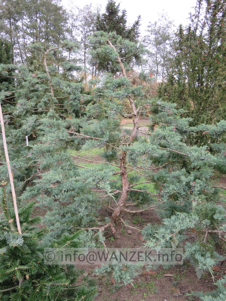 Juniperus virginiana Grey Owl Bonsai 01.JPG